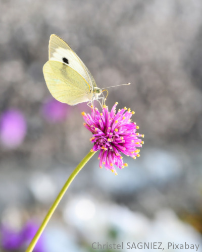 Ein Schmetterling sitzt auf einer Distelblüte